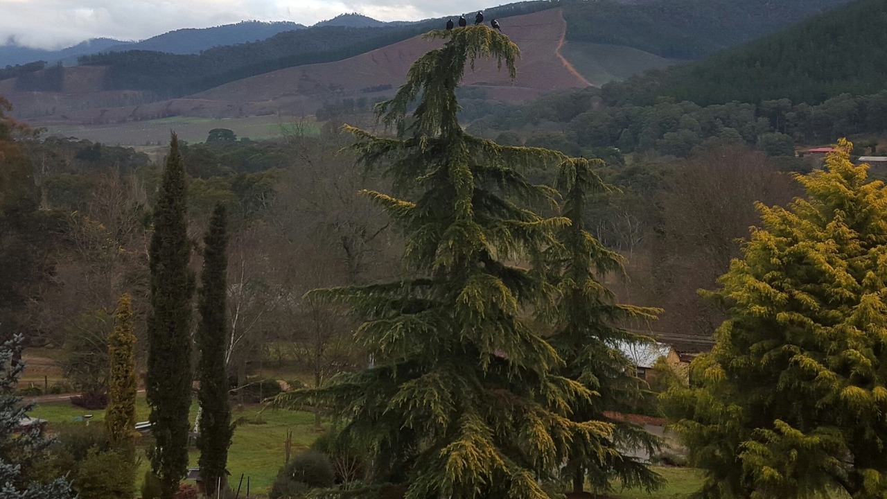 Photo of Others in Wandiligong