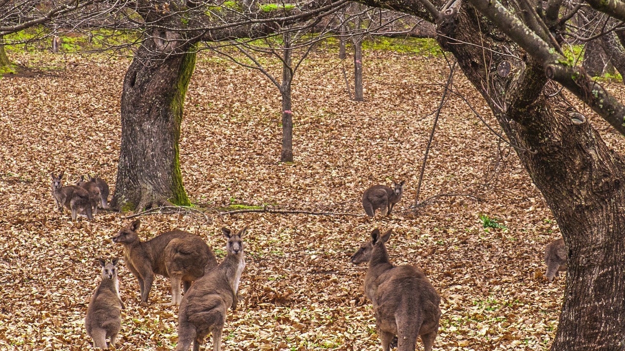 Photo of Outdoor in Wandiligong