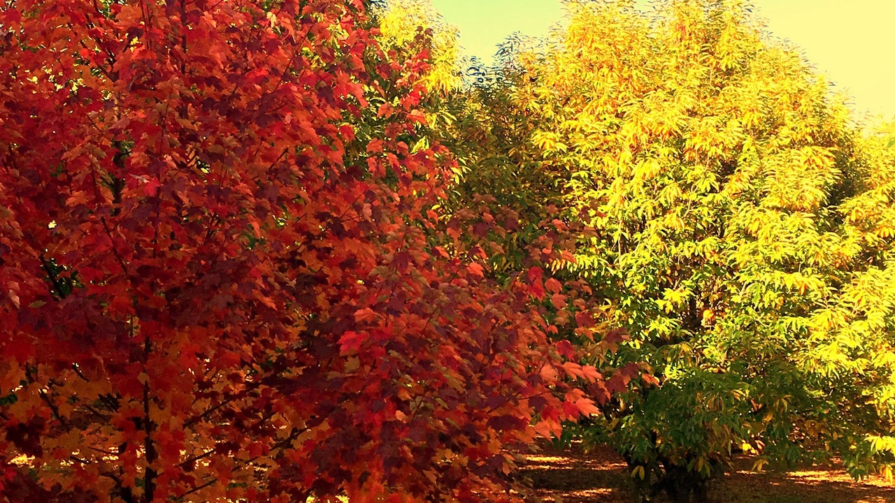 Photo of Outdoor in Wandiligong