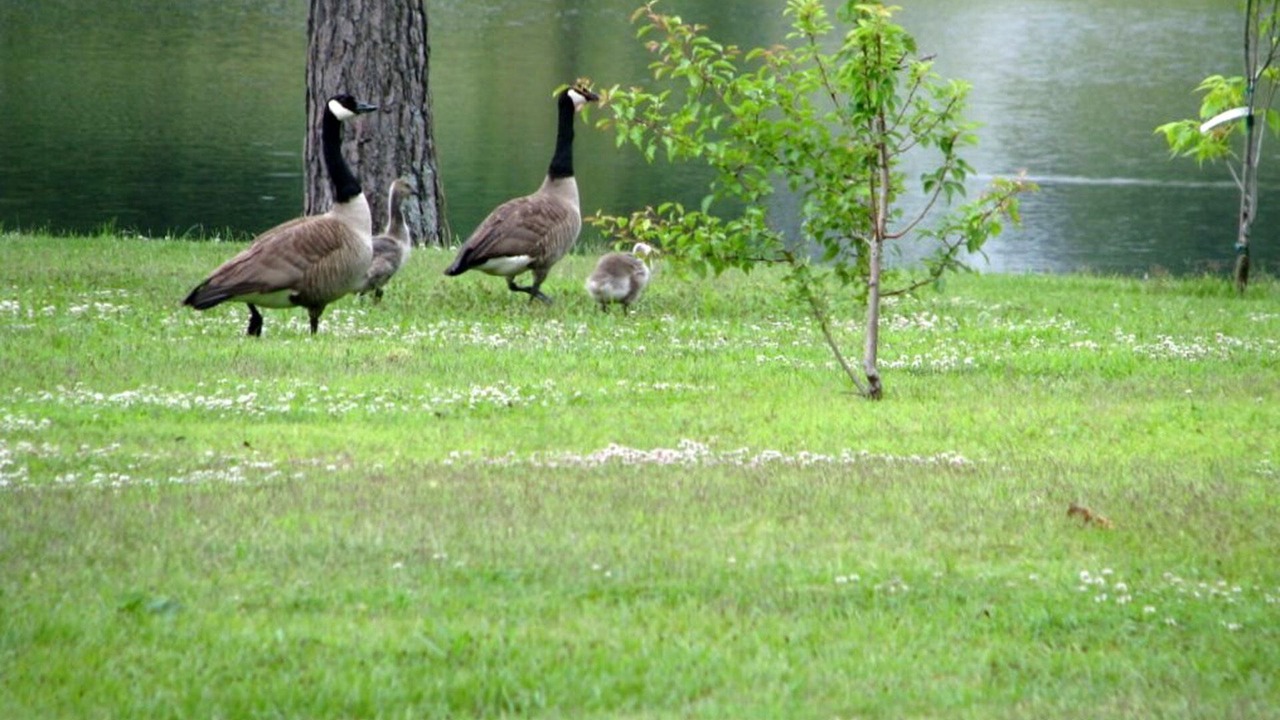 Photo of Outdoor in Brookston