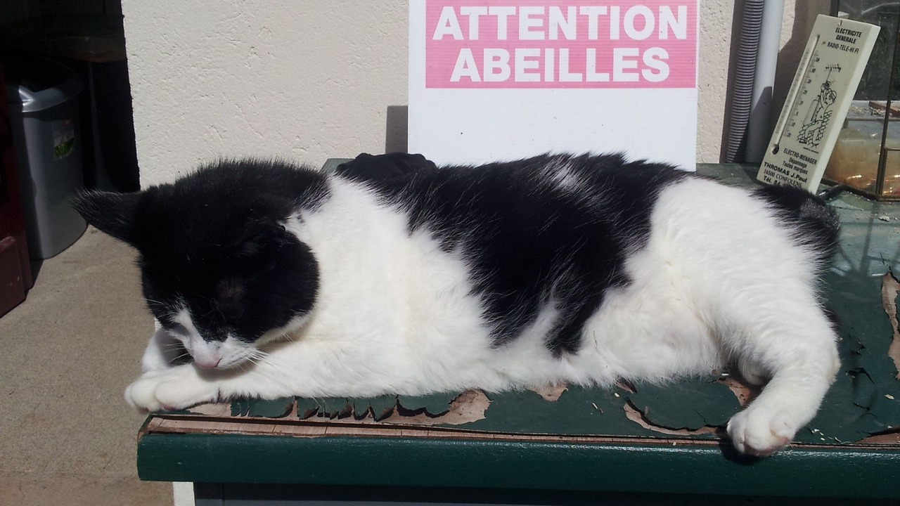 Photo of Outdoor in Confolens