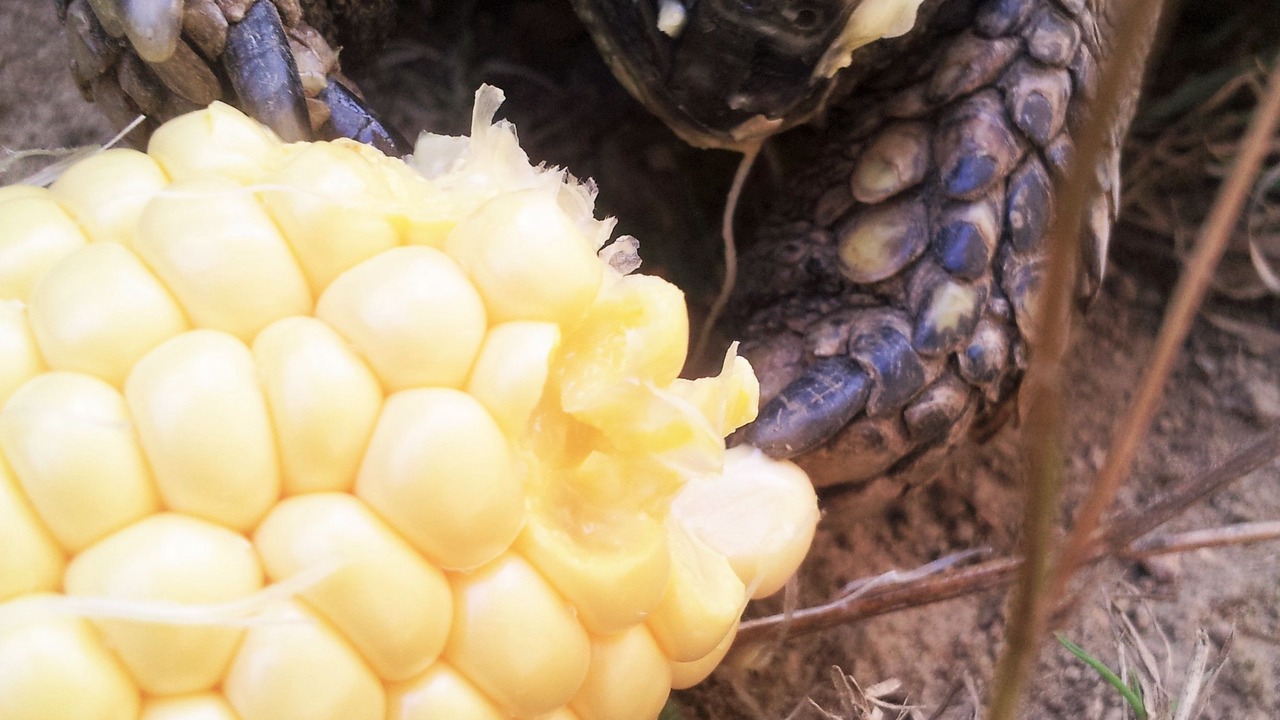 Photo of Outdoor in Confolens