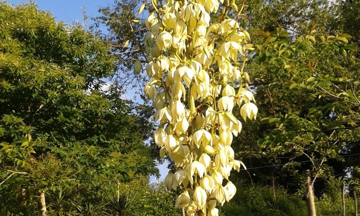 Photo of Outdoor in Confolens