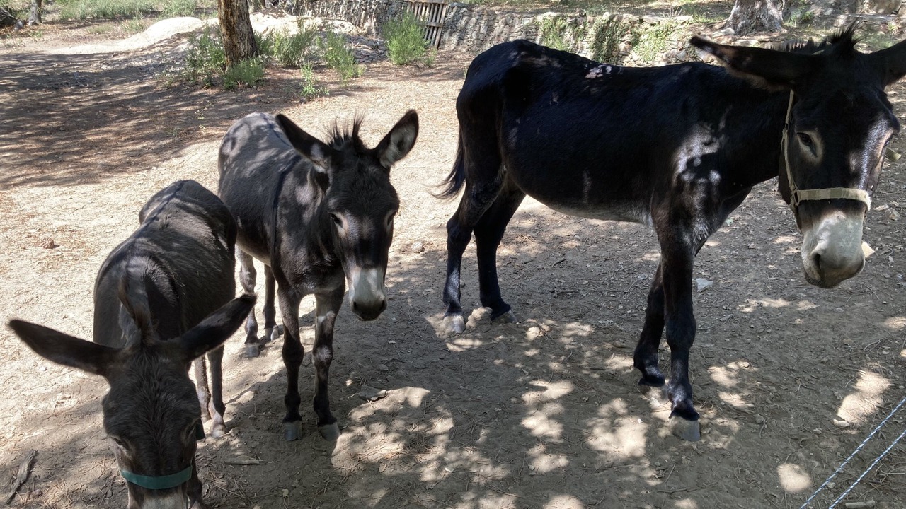 Photo of Others in La Garde-Freinet