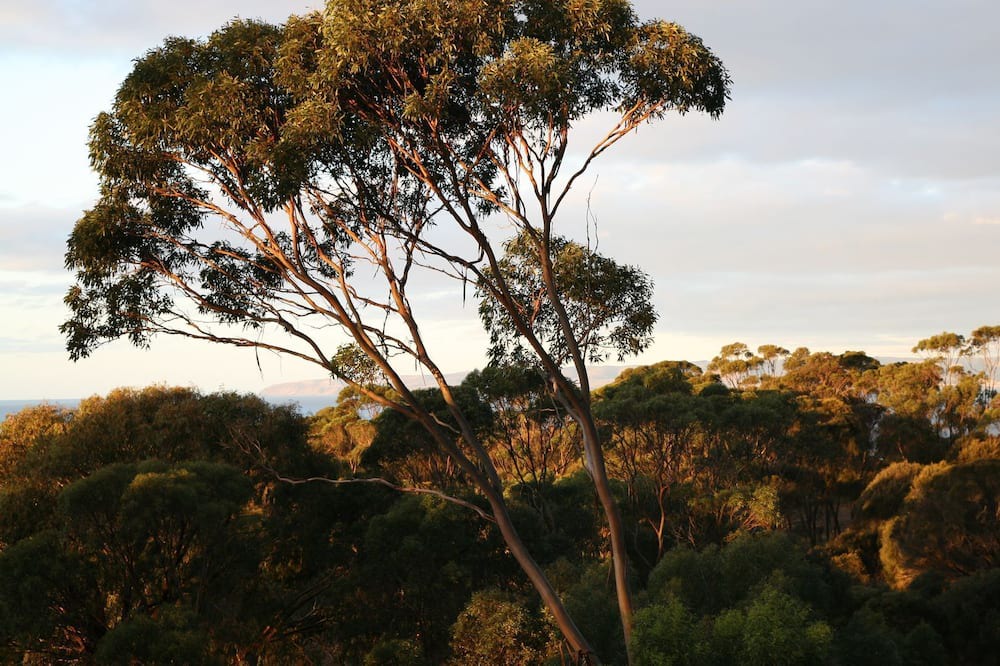 Photo of Outdoor in Penneshaw
