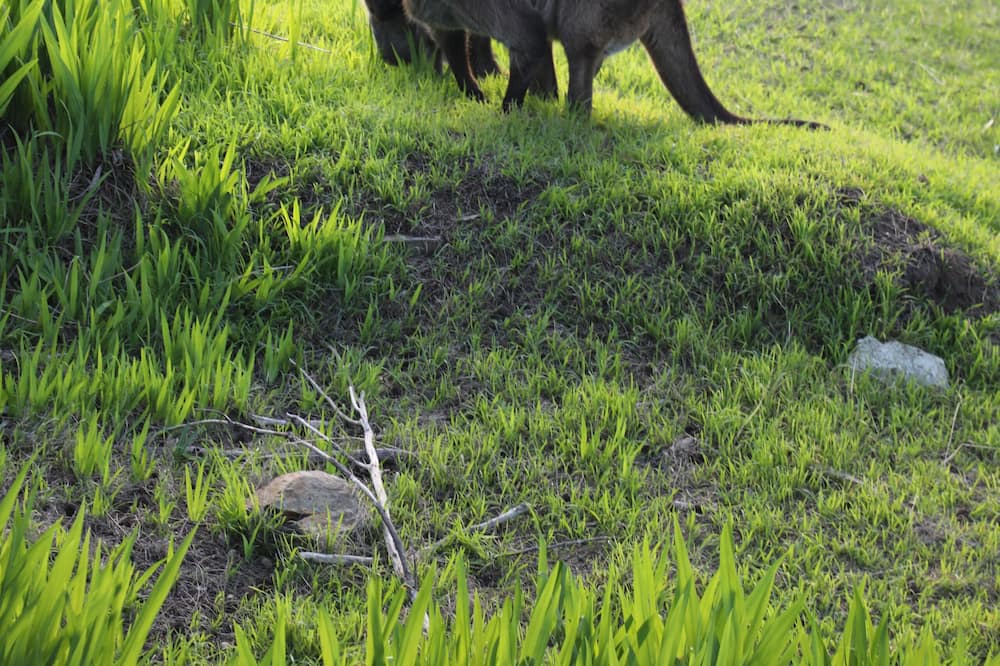 Photo of Outdoor in Penneshaw