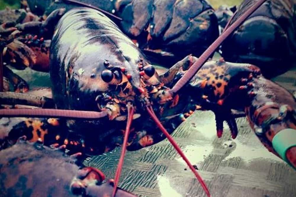 Photo of Others in Parrsboro