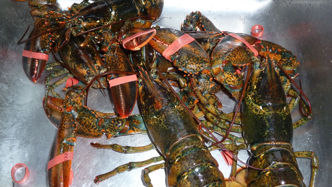 Photo of Others in Western Bay