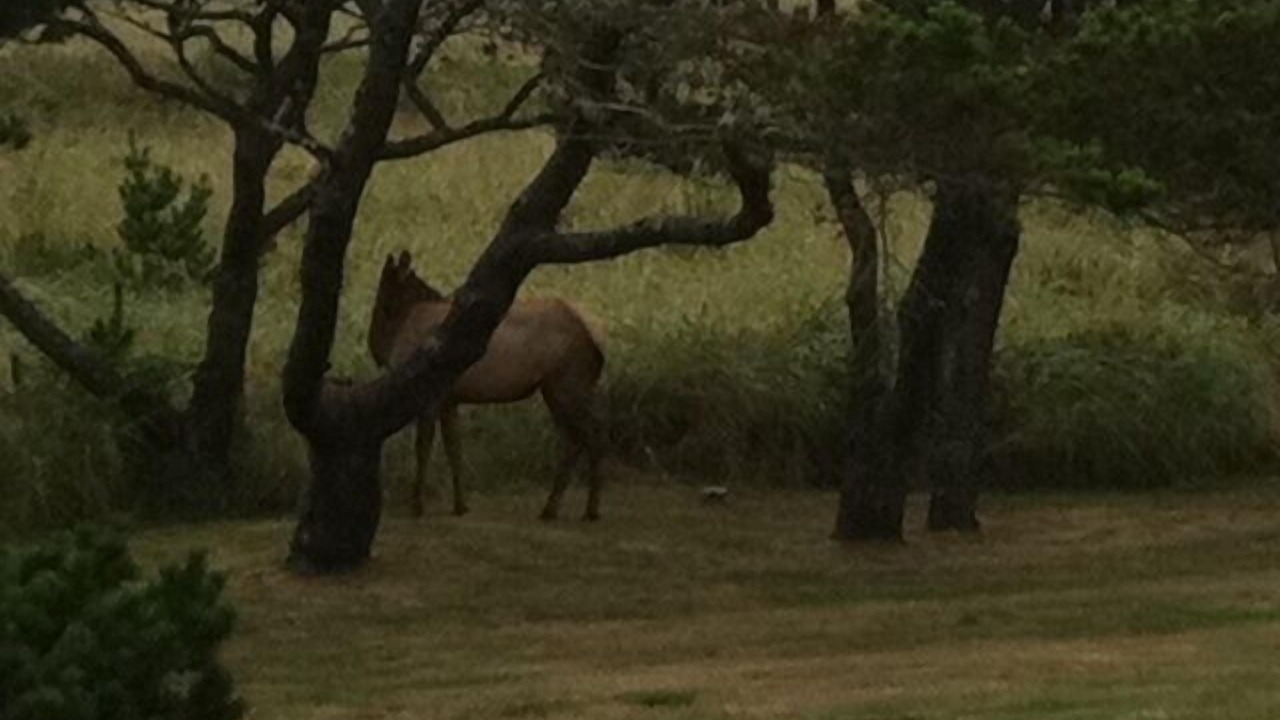 Photo of Outdoor in Surf Pines