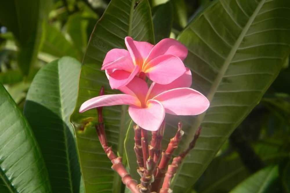 Photo of Others in Puako