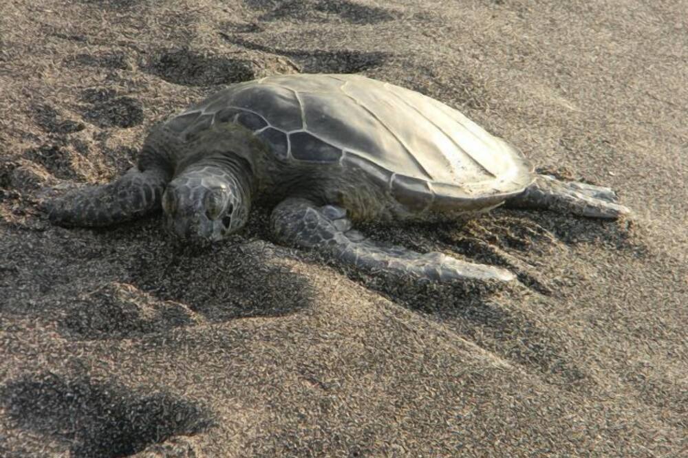 Photo of Others in Puako