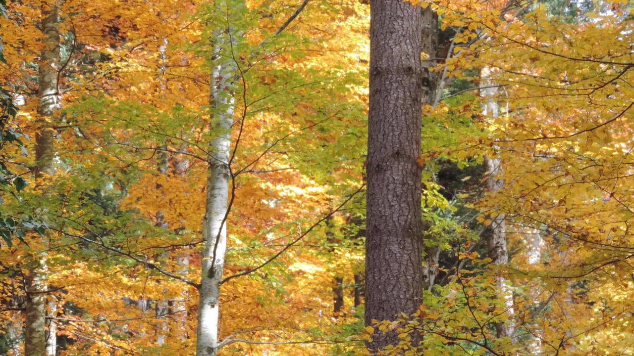 Photo of Outdoor in Goldbach-Altenbach