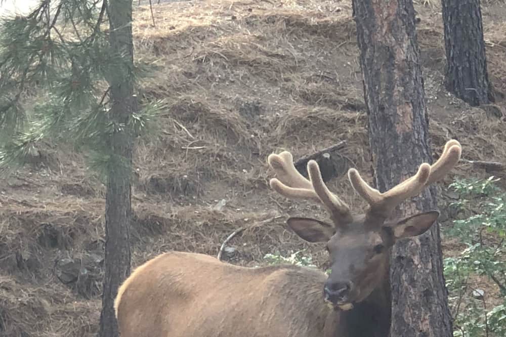 Photo of Outdoor in Ruidoso