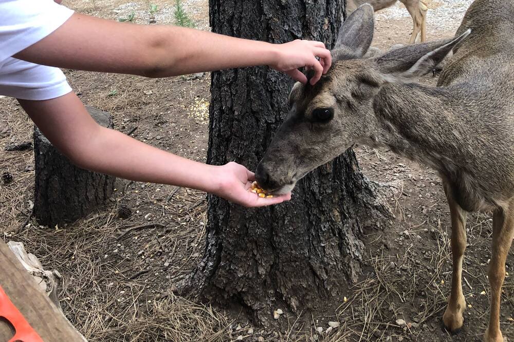 Photo of Others in Ruidoso