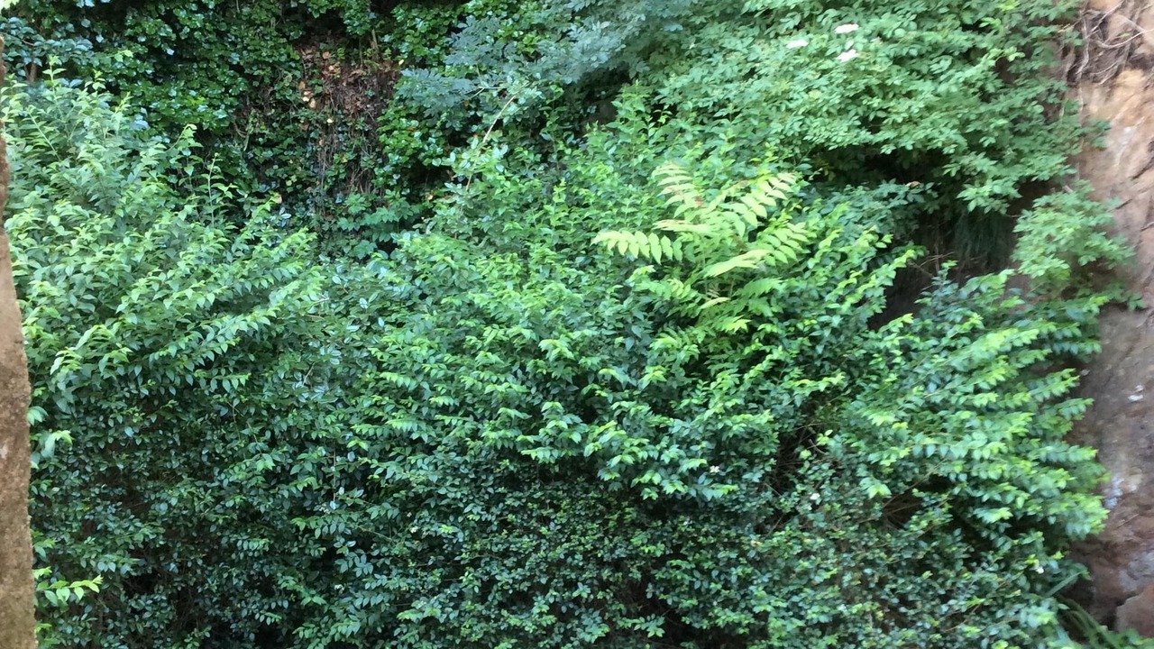 Photo of Patio Balcony in Lanvallay