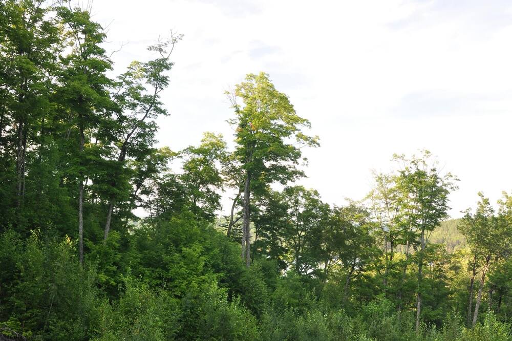 Photo of Others in Highlands East