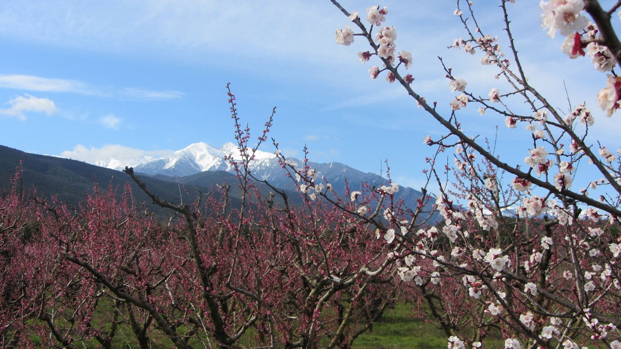 Photo of Outdoor in Ille-sur-Tet