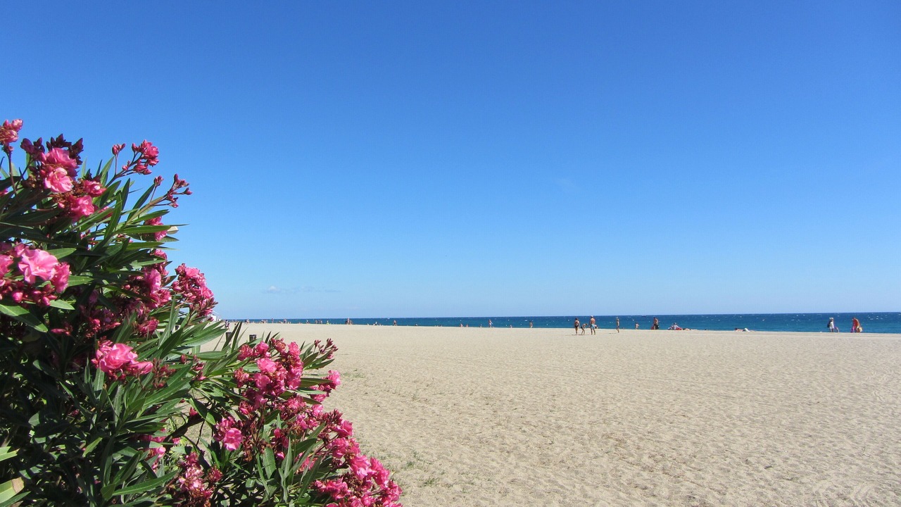 Photo of Others in Ille-sur-Tet