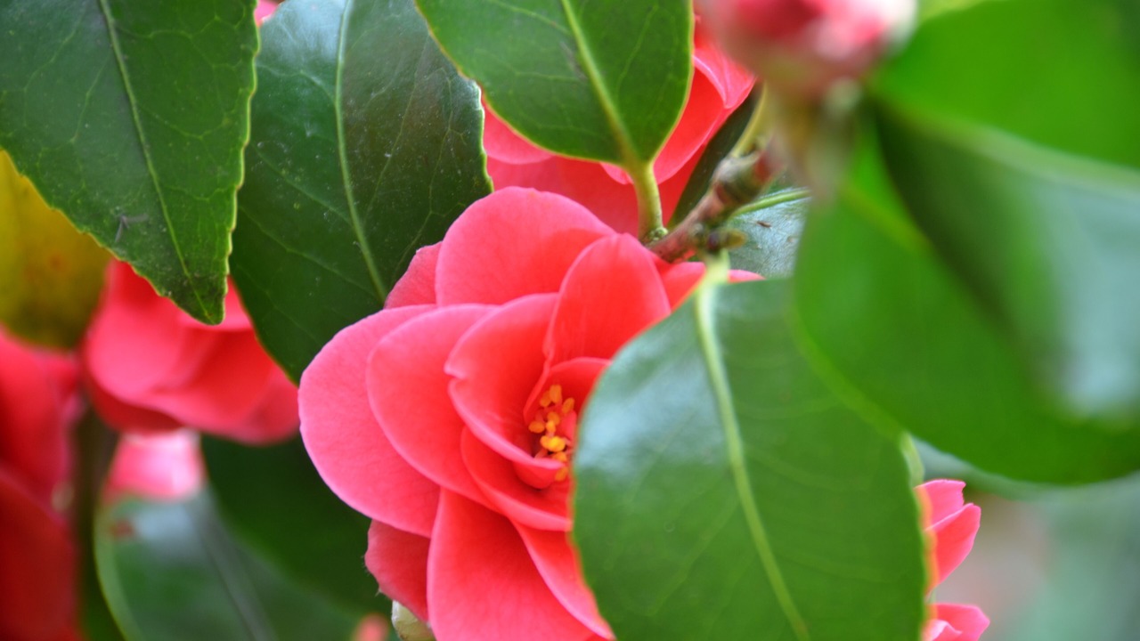 Photo of Others in Bersac-sur-Rivalier