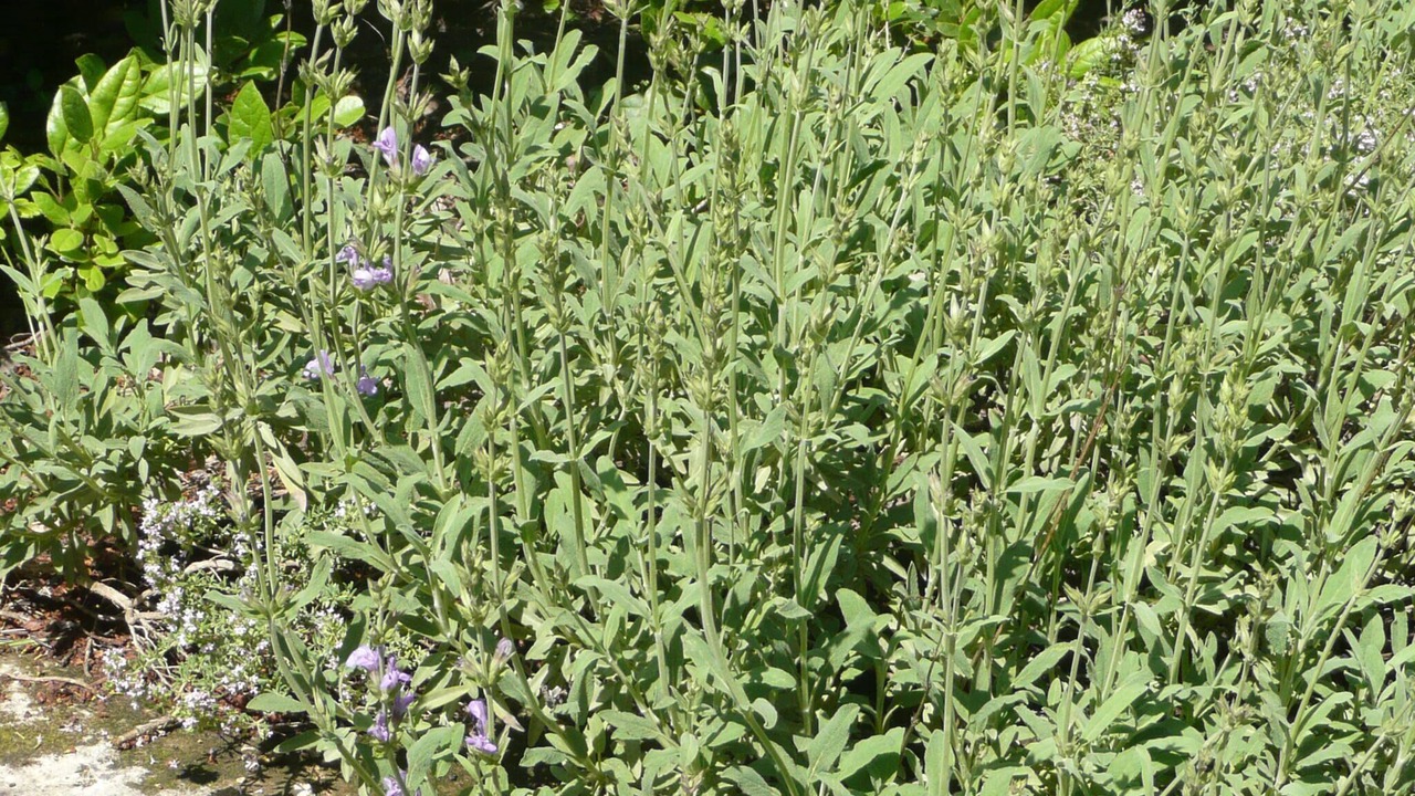 Photo of Outdoor in Puyvert