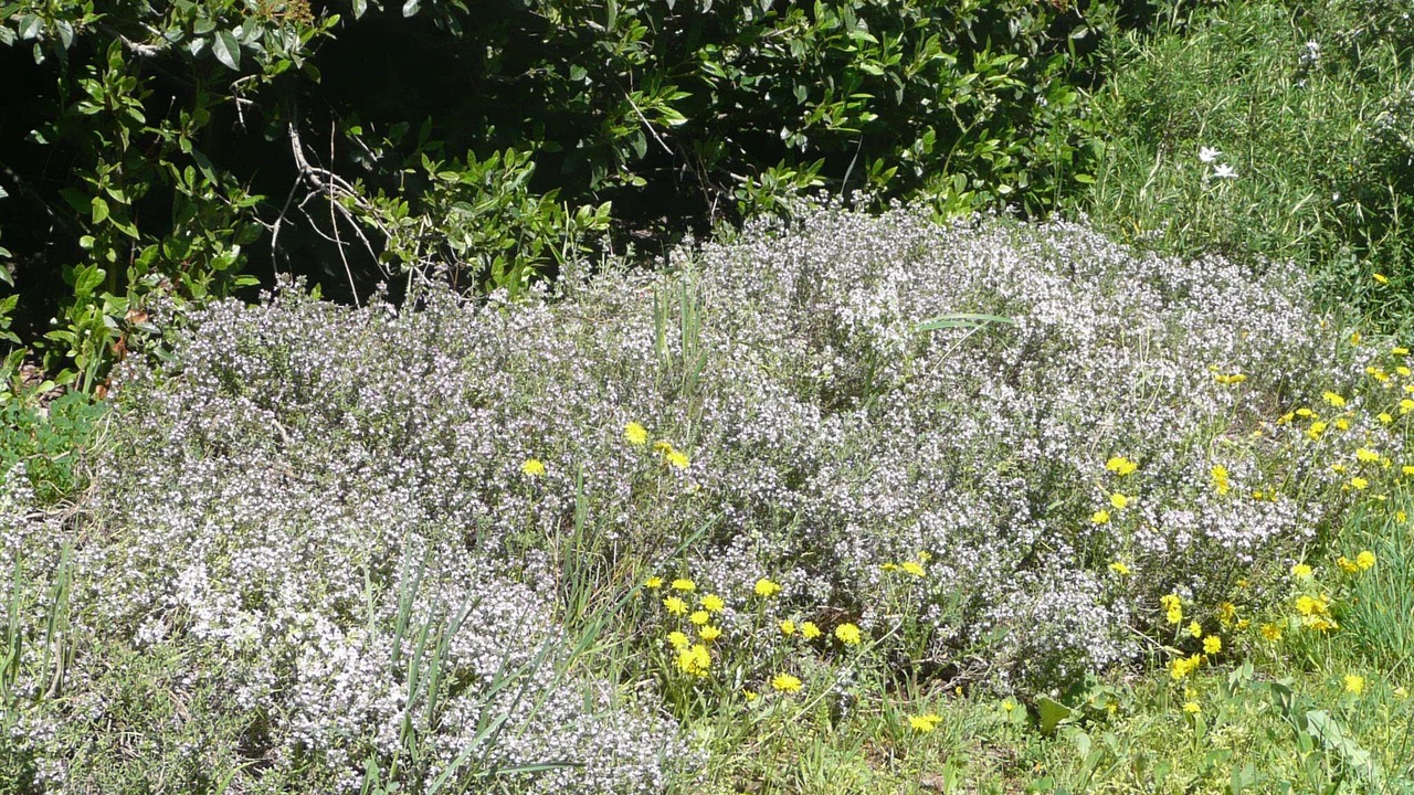 Photo of Outdoor in Puyvert