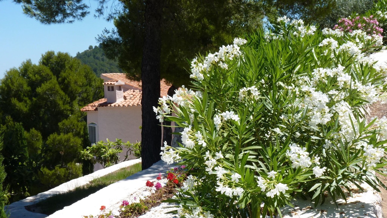 Photo of Outdoor in Oliva