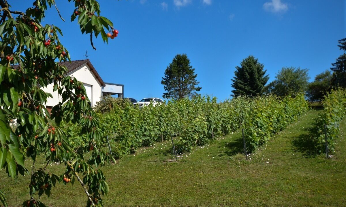 Photo of Outdoor in Vaudemange