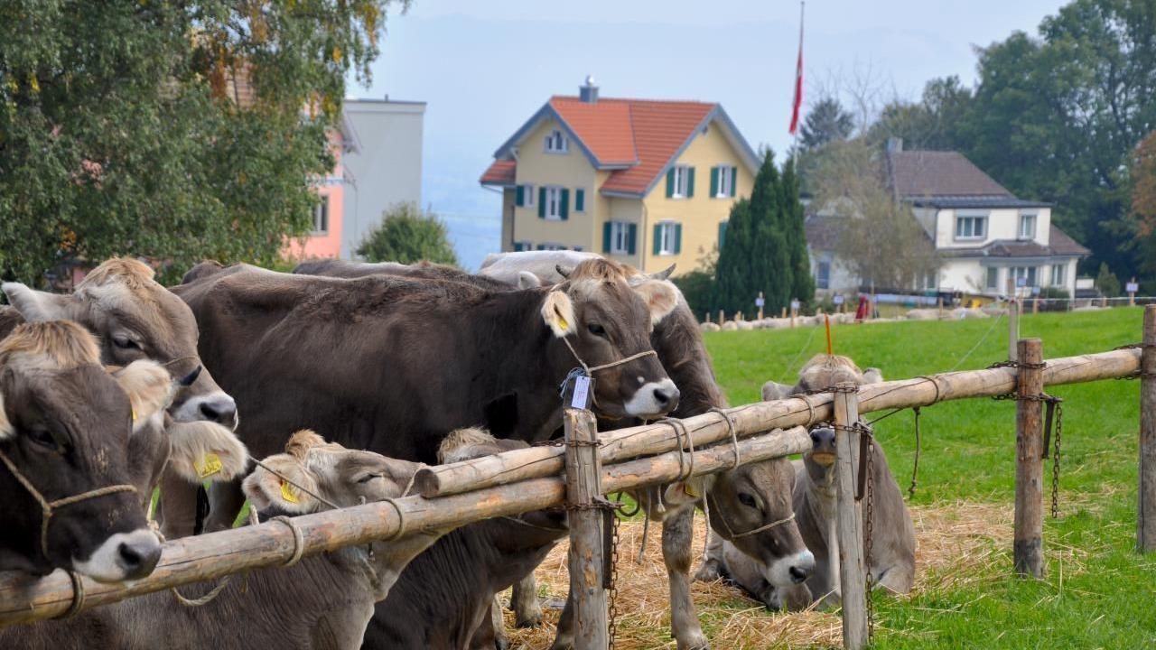 Photo of Others in Wolfhalden