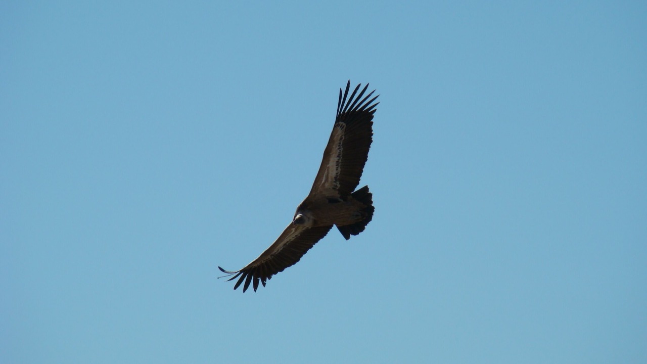 Photo of Others in Sobrecastell