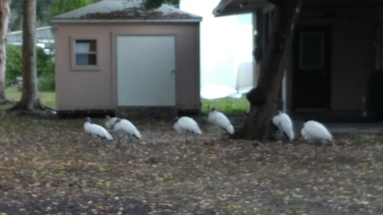 Photo of Outdoor in Homosassa