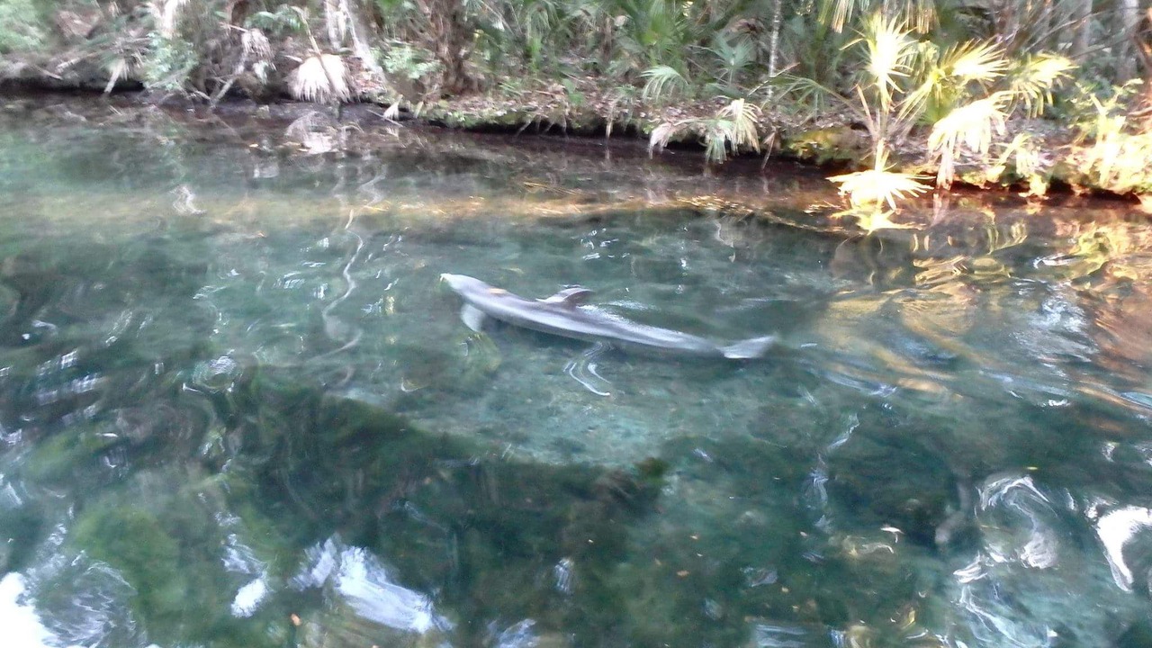 Photo of Others in Homosassa