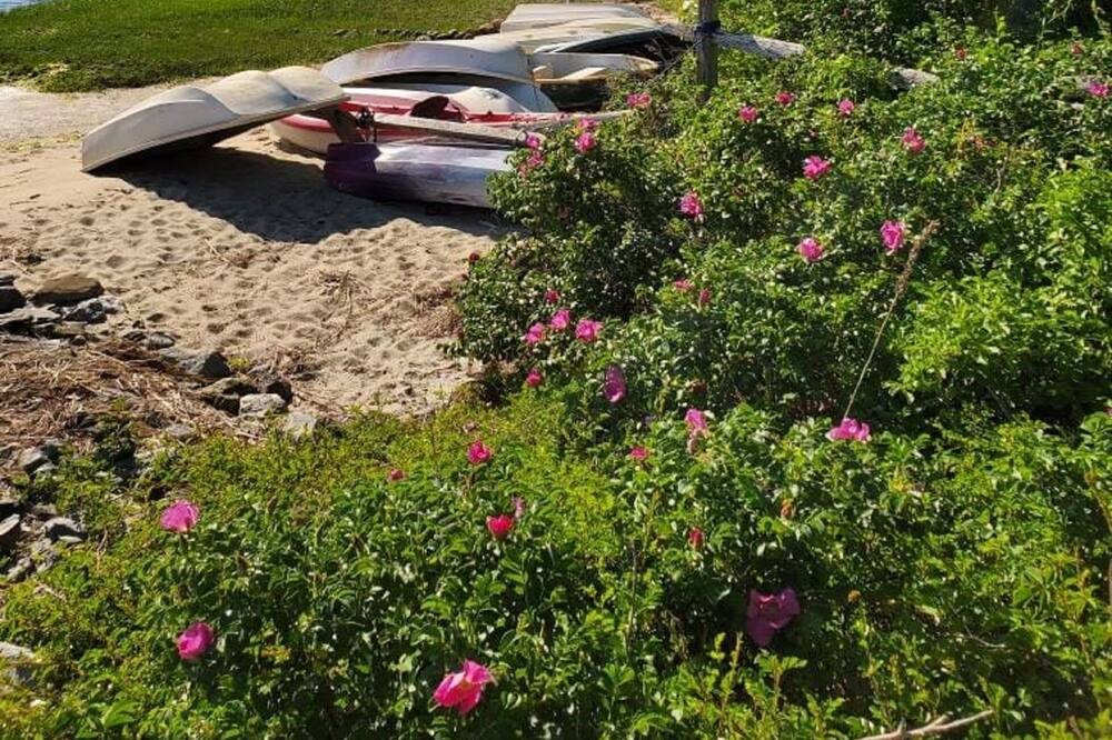 Photo of Others in Osterville