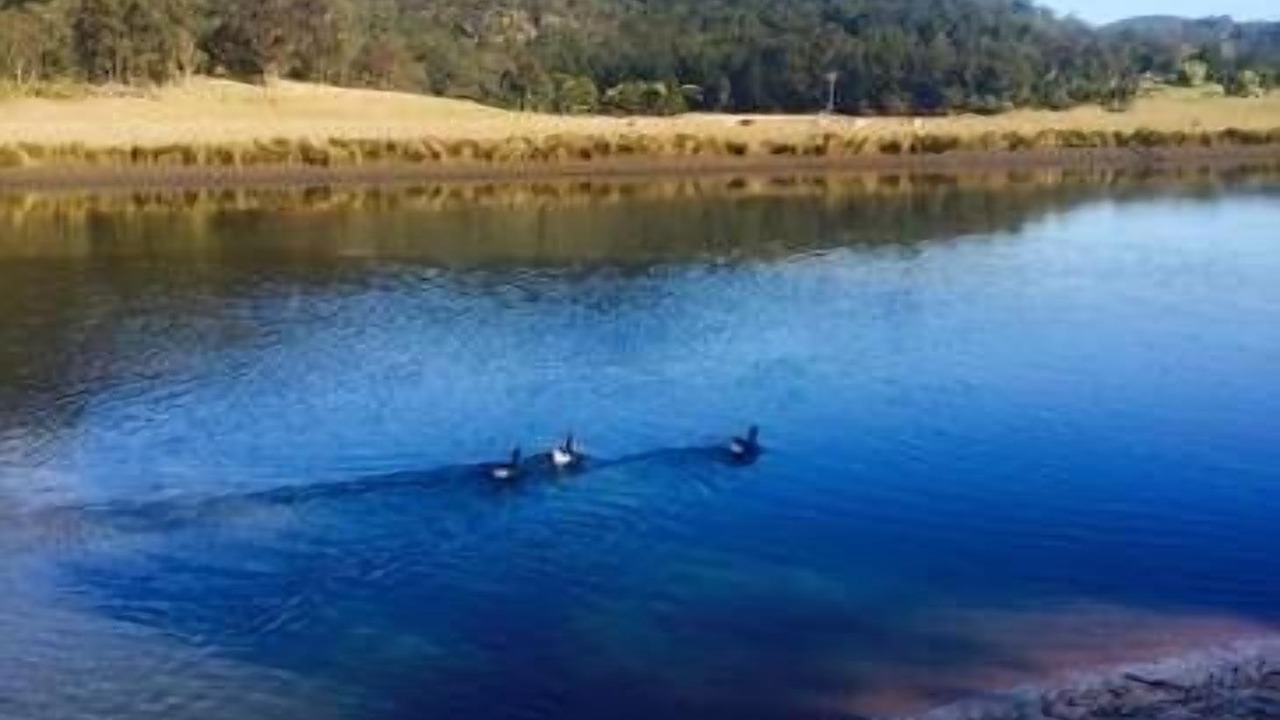 Photo of Others in Lower Macdonald