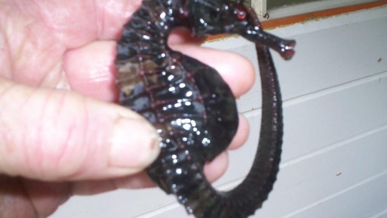 Photo of Others in Kerikeri