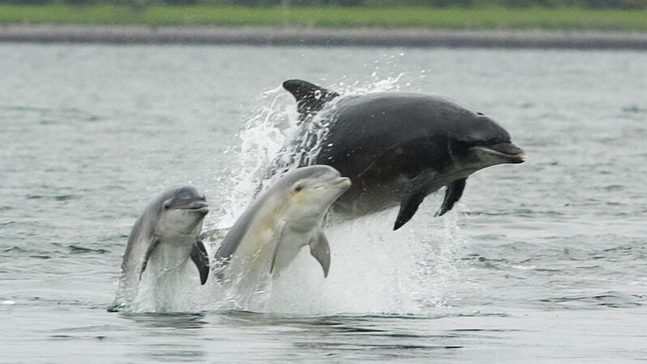 Photo of Others in Elgin