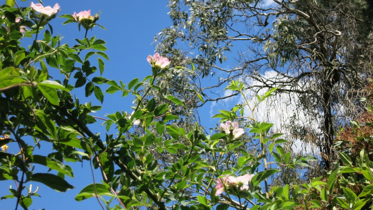 Photo of Outdoor in Daylesford