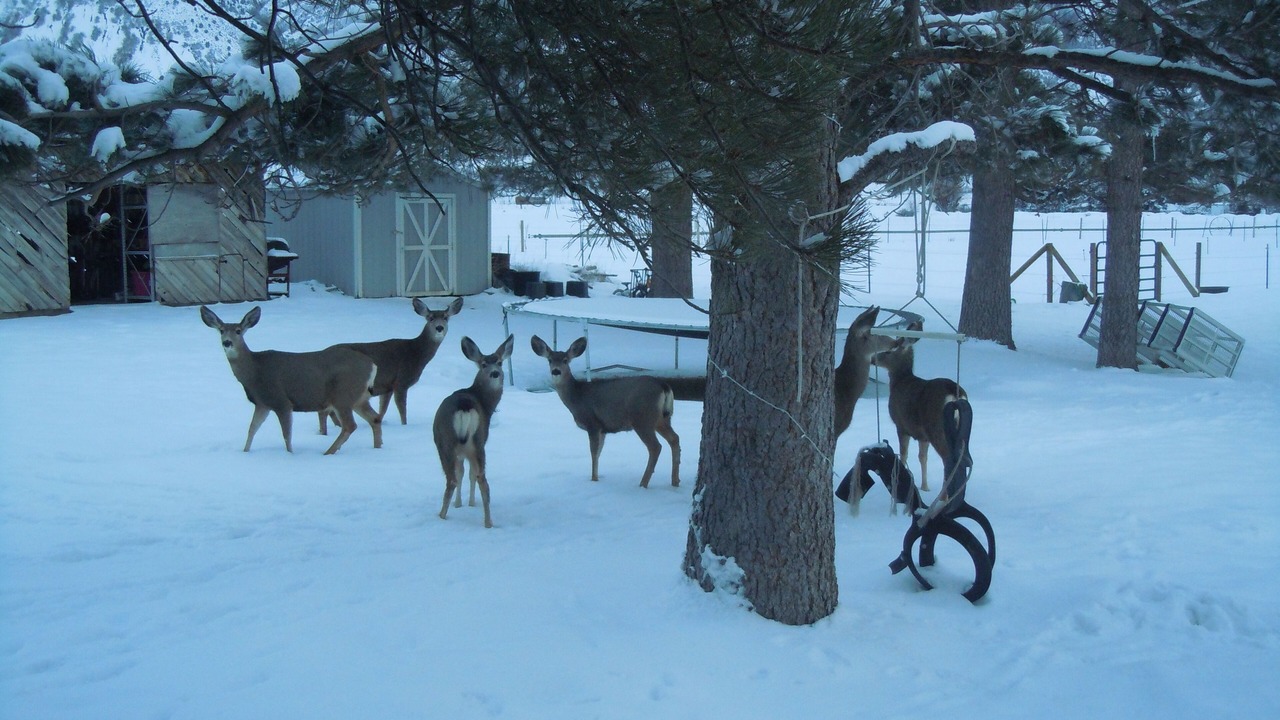 Photo of Others in Spanish Fork