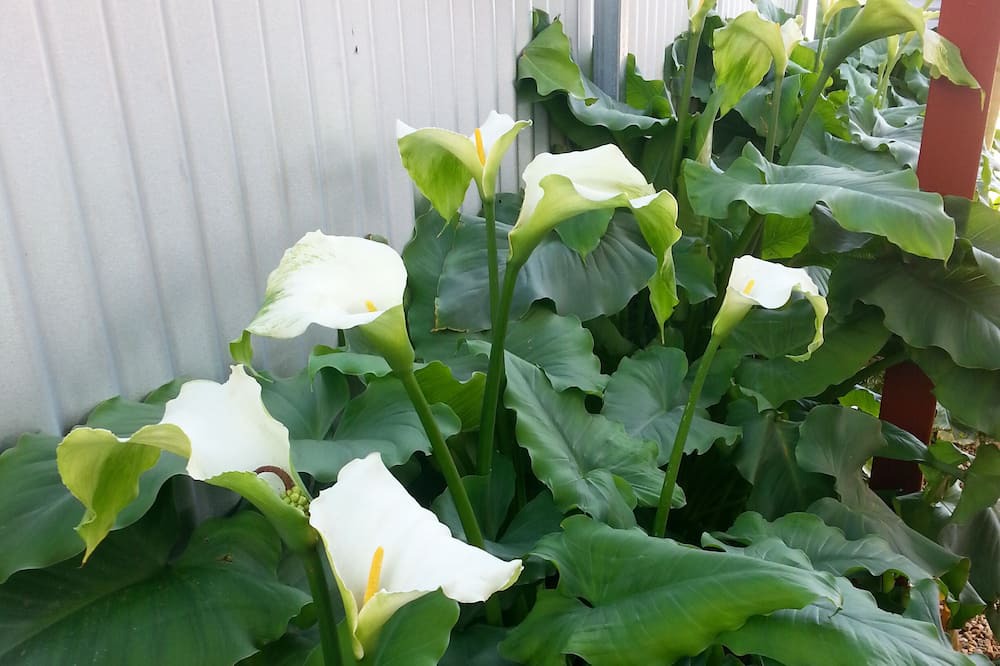 Photo of Outdoor in Goolwa