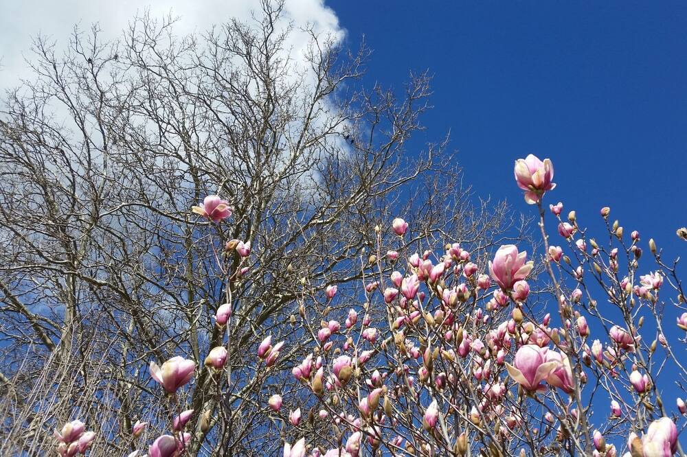 Photo of Others in Millthorpe