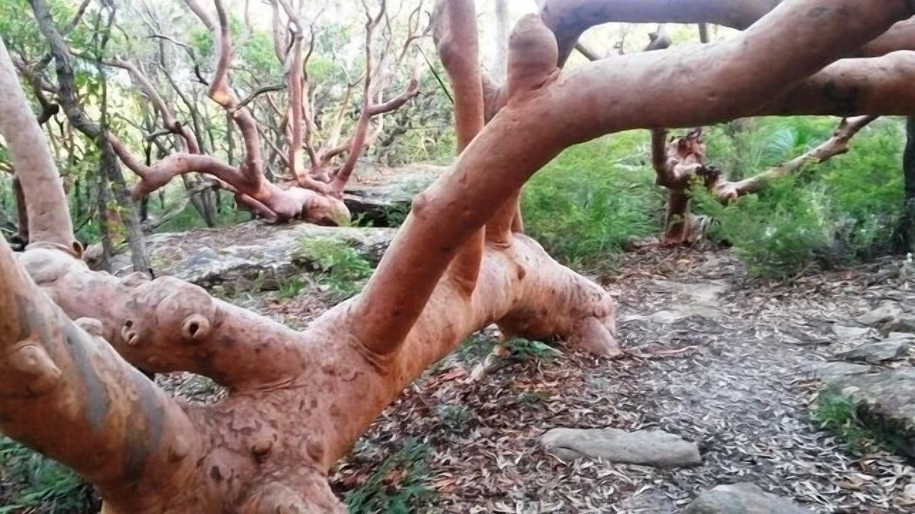 Photo of Outdoor in Killcare Heights