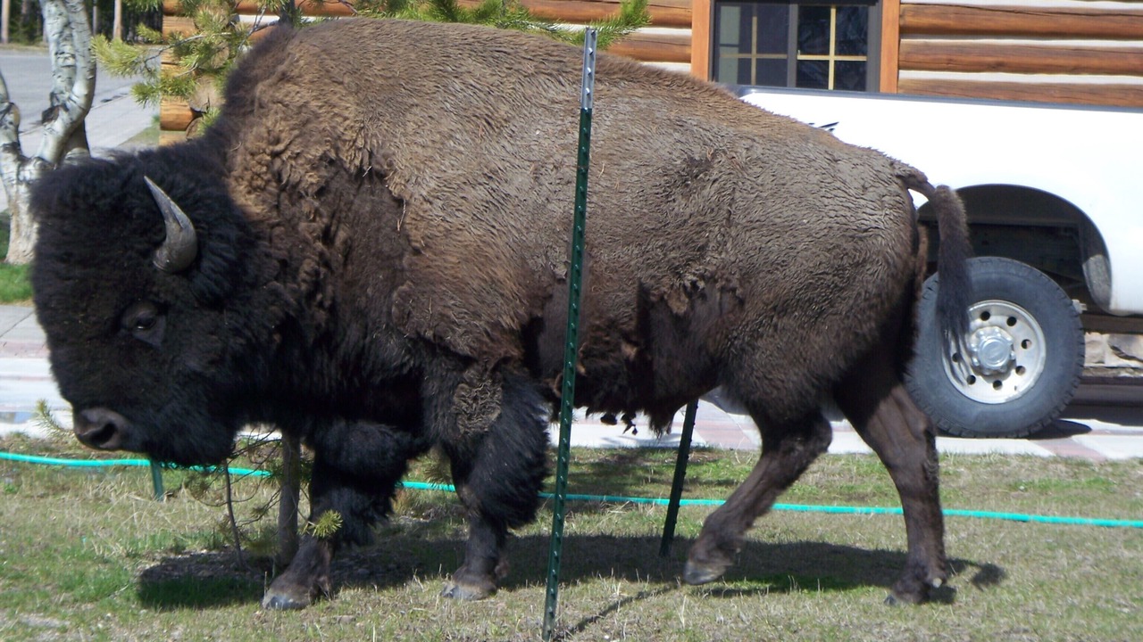 Photo of Others in West Yellowstone