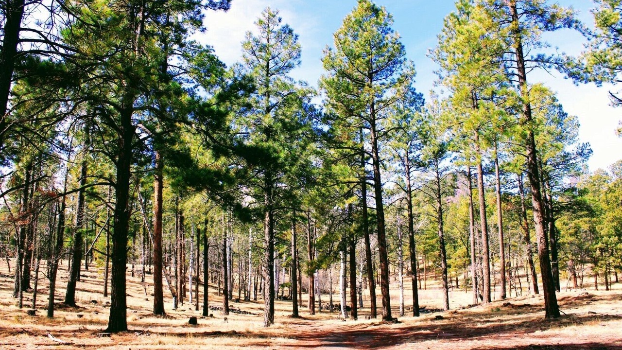 Photo of Outdoor in Eagar