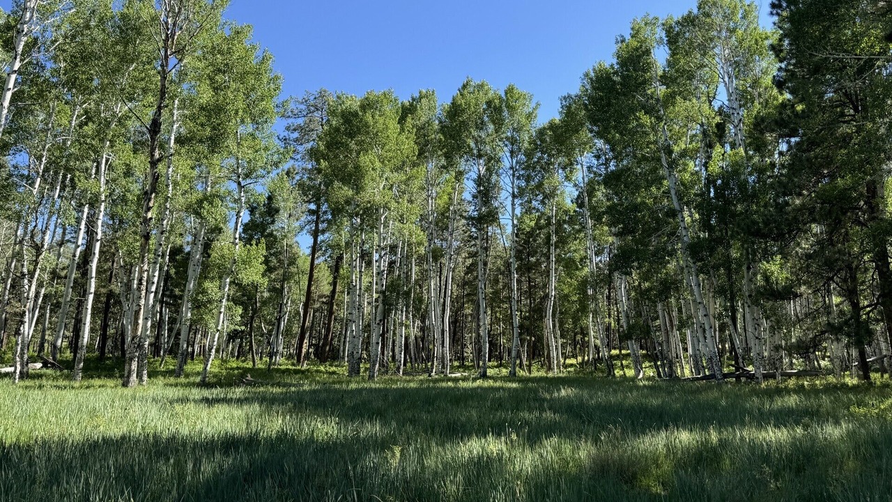 Photo of Outdoor in Eagar