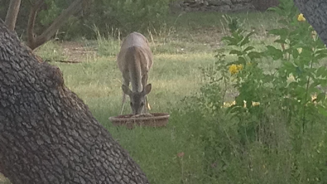 Photo of Outdoor in Bee Caves West