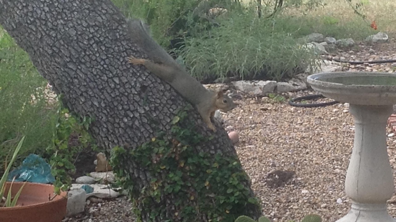 Photo of Outdoor in Bee Caves West