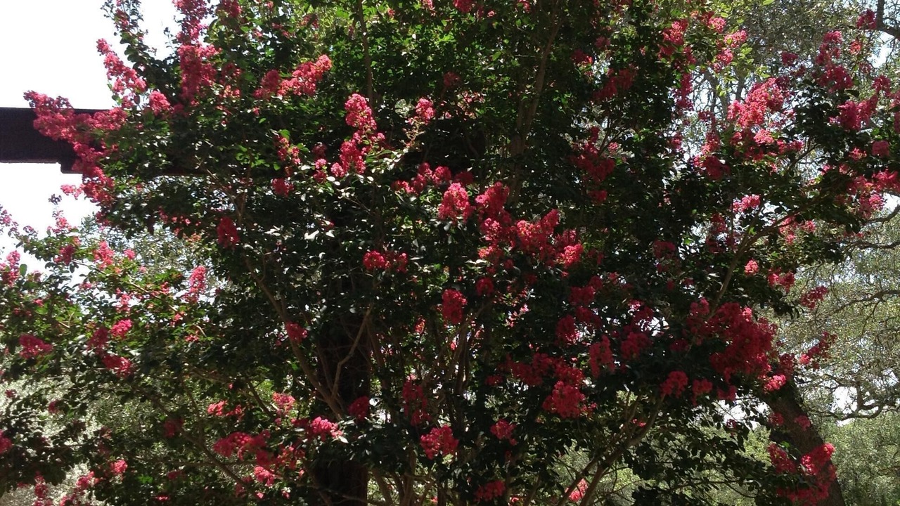 Photo of Outdoor in Bee Caves West