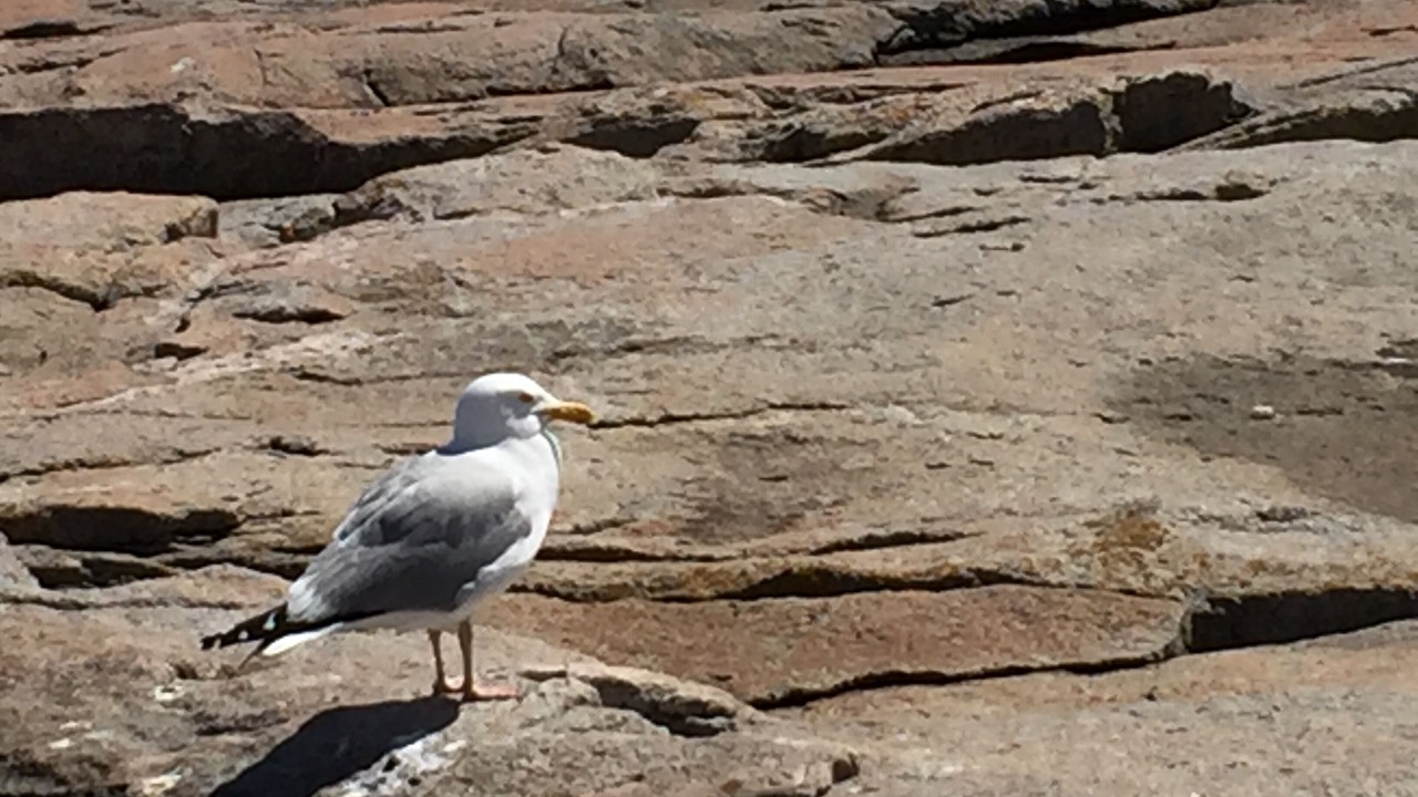 Photo of Others in Harrington