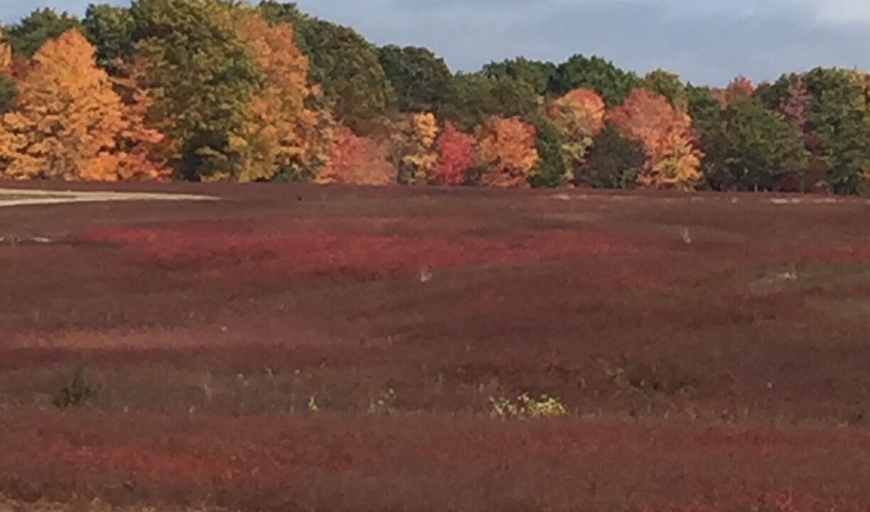 Photo of Others in Harrington