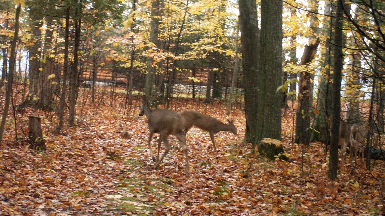 Photo of Outdoor in Brutus