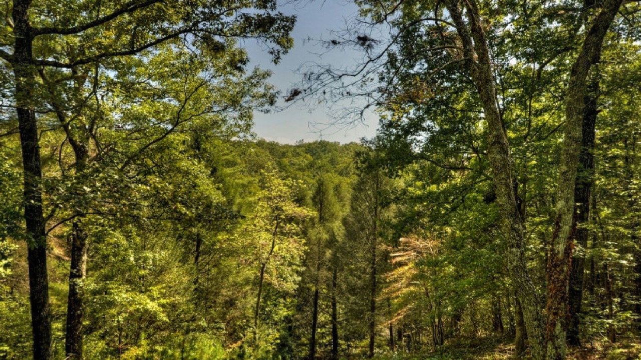 Photo of Outdoor in McCaysville